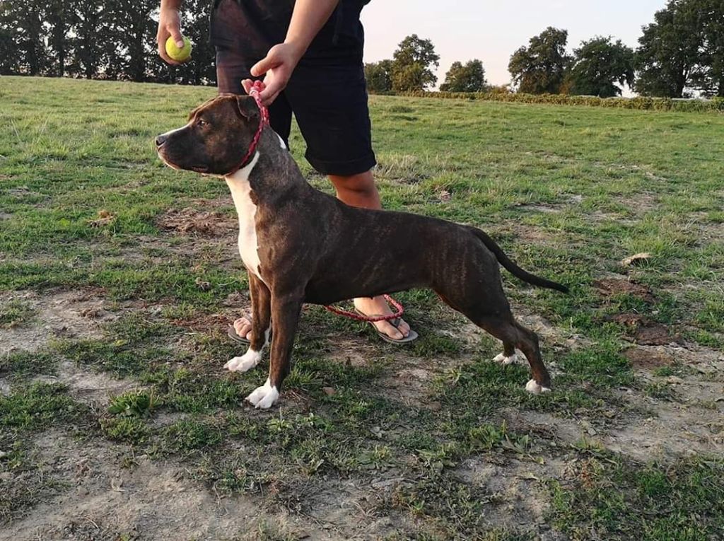 old school kennel Queen of the world